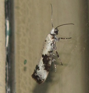 Prays fraxinella (Praydidae)? S